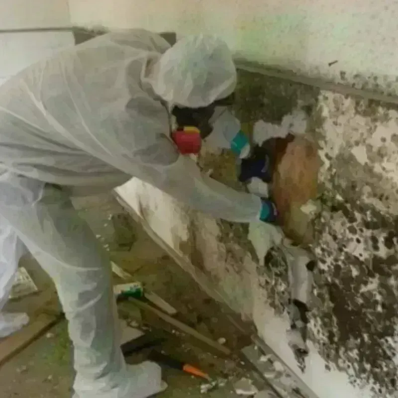 Mold Remediation and Removal in Winnfield, LA